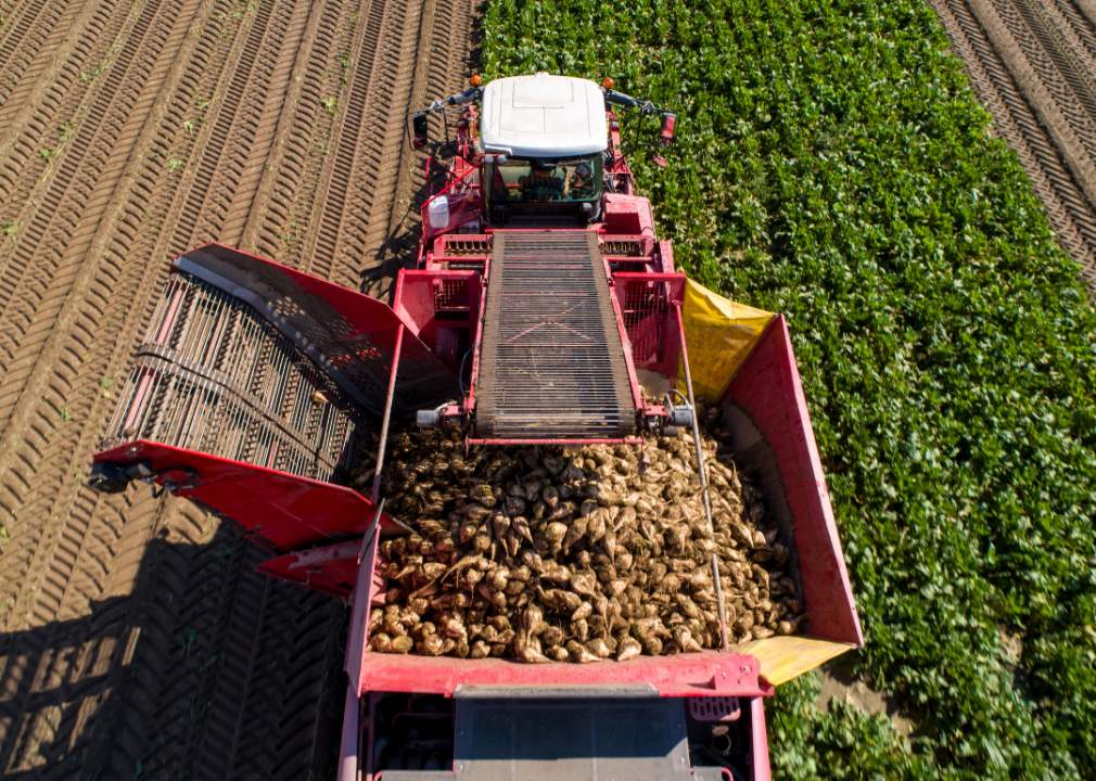 #10. Sugarbeets